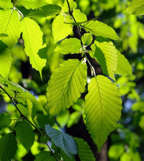 Alder Tree Identification - Recognizing An Alder Tree In The Landscape