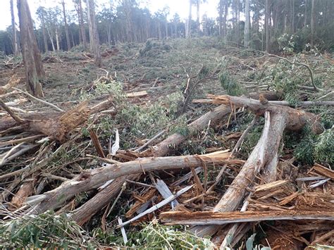 Cottonwood range Greater Glider habitat being logged - Goongerah Environment Centre