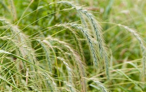 Shop Rye Grass Seeds| American Meadows