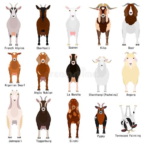 Boer Goat Stock Illustrations – 201 Boer Goat Stock Illustrations, Vectors & Clipart - Dreamstime