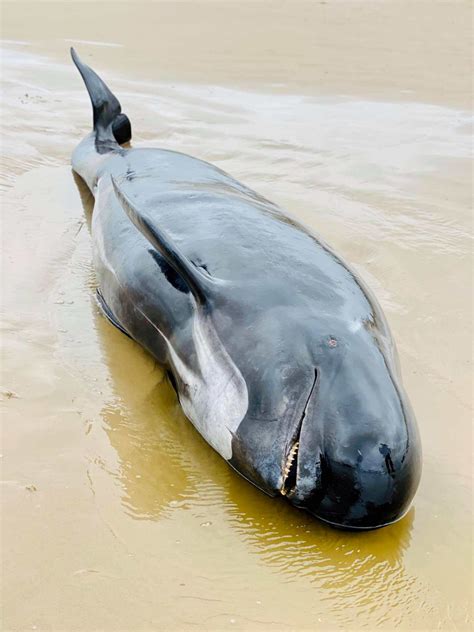 Why are Australian Rescuers Forced to Euthanize the Trapped Whales in Tasmania | Science Times