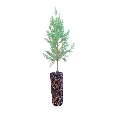 Eastern Redcedar | Medium Tree Seedling – SequoiaTrees.com