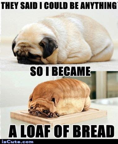 50 Funny Pug Memes | Best Funny Pug Pictures