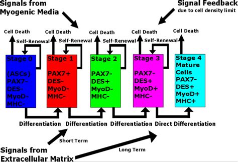 Conceptual model of ASC myogenesis. Five stages of the process are ...