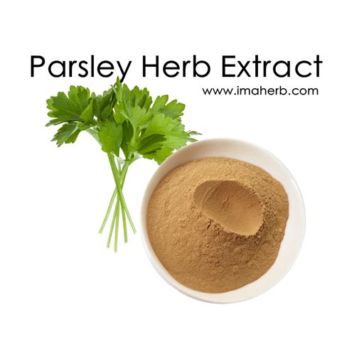 Parsley Herb Extract,Factory Supply Parsley Stem Powder Extract For Sale