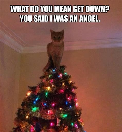 Funny Cat In Christmas Tree Videos - Cat Mania