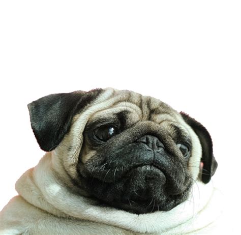 Pug PNG Transparent Images, Pictures, Photos