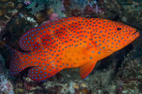 Coral Grouper - Cephalopholis miniata | (EN) Coral Grouper -… | Flickr