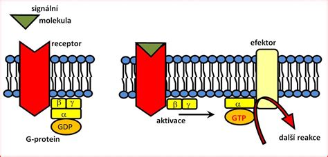 G-protein - WikiLectures