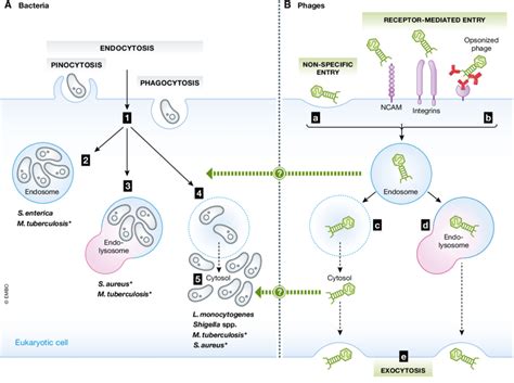 Intracellular lifestyles of bacterial pathogens and barriers in the... | Download Scientific Diagram