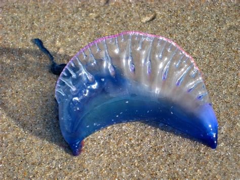 Portuguese Man o' war (blue jellyfish) - a photo on Flickriver