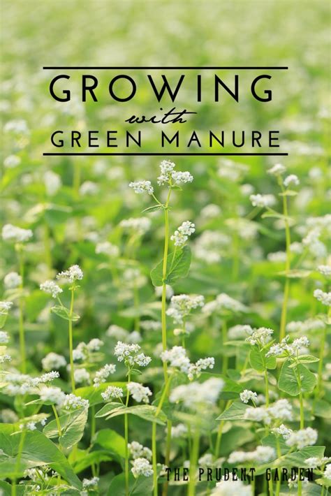 Growing With Green Manure