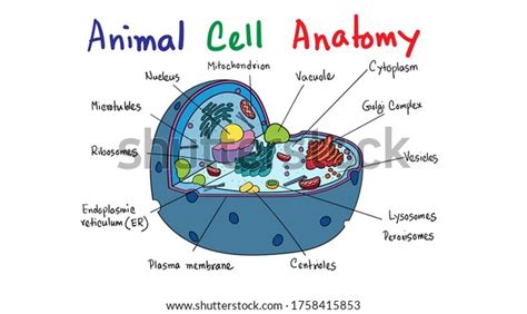 Scientific Animal Cell Diagram Kids Educational Stock Vector (Royalty ...