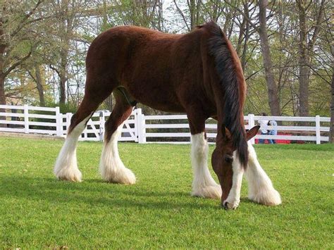 Clydesdale Horse - Learn About Horses