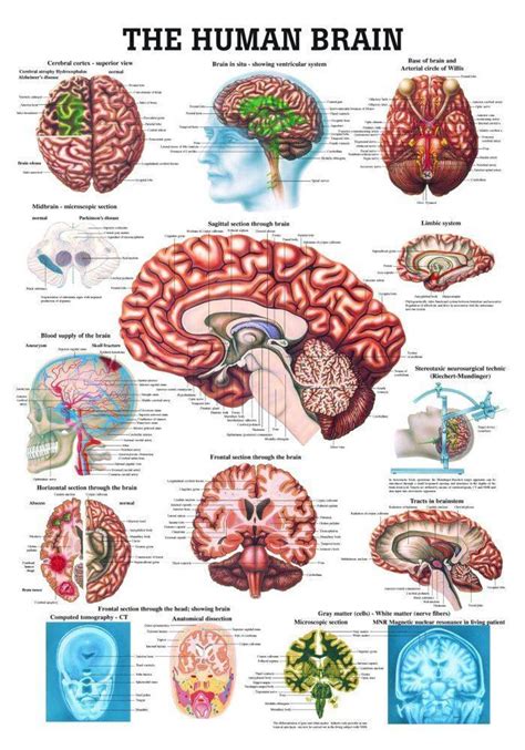 Brain Anatomy Poster Pack Laminated Human Brain Chart - vrogue.co