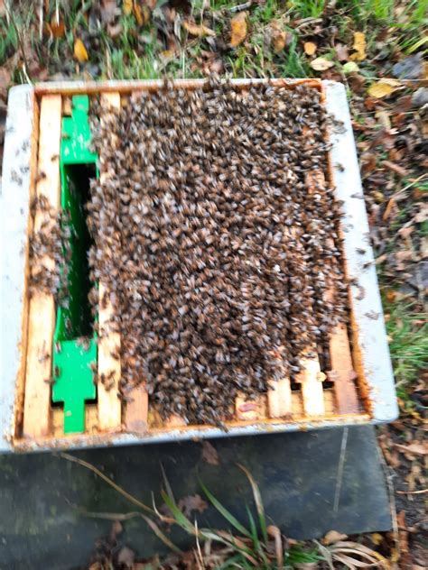 Overwintered 5 Frame B.S Nuc - BEE NATURALS. HANDMADE NATURAL BEESWAX ...