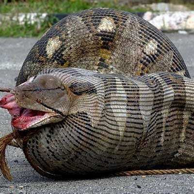 Can an anaconda eat a person? Are there any legitimate documented cases ...