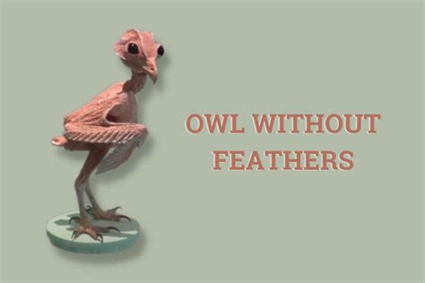 Owl Without Feathers? Here’s How It Will Look Like