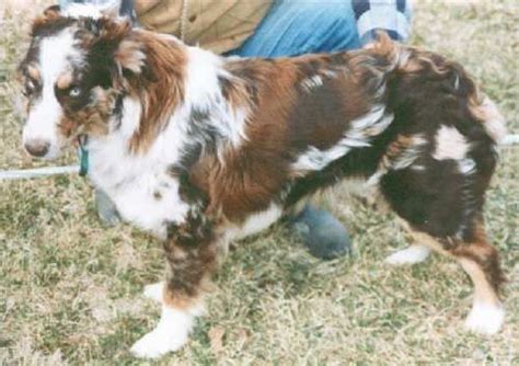 Harlequins and Tweeds | Australian shepherd, Australian shepherd dogs ...