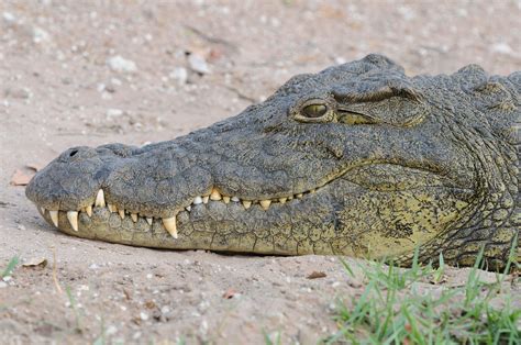 Close Up of Crocodile · Free Stock Photo