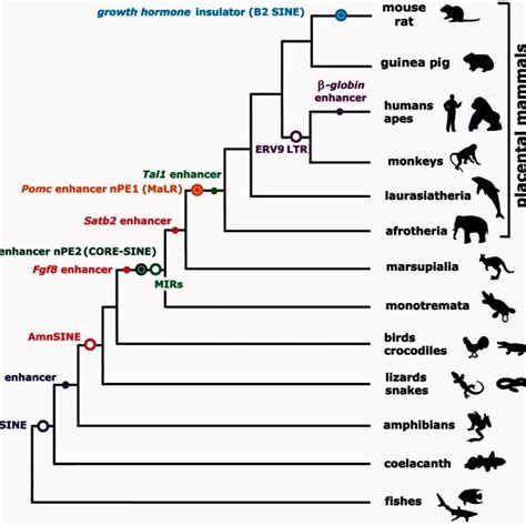 Scheme of vertebrate phylogenetic tree showing well-characterized... | Download Scientific Diagram