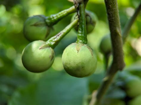 Premium Photo | Macro of turkey berry plant