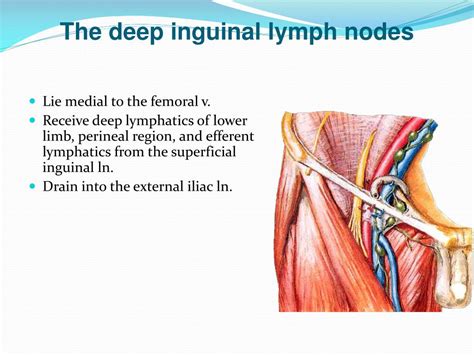 Superficial Inguinal Lymph Nodes