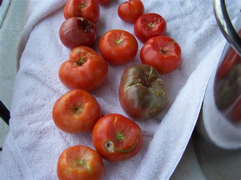 Cooks Little Kitchen: Canning V. Slicing Tomatoes