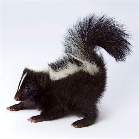 Exciting Skunk Pictures Free | Skunk pictures, Skunk, North american animals