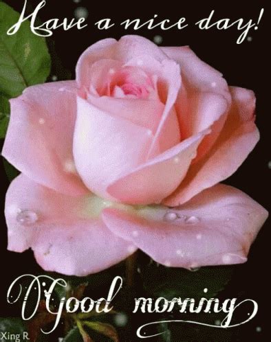 Good Morning Have ANice Day GIF - GoodMorning HaveANiceDay Rose - Discover & Share GIFs