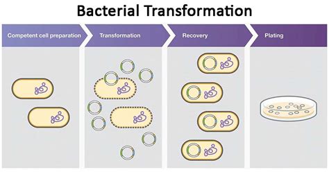 Steps Of Bacterial Transformation