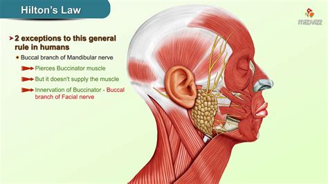 Hilton's Law : Anatomy ( Nerve supply of Joints ) - YouTube