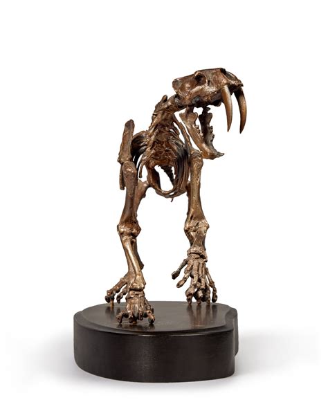 A Bronze Sculpture of a Saber-Toothed Tiger | Natural History ...