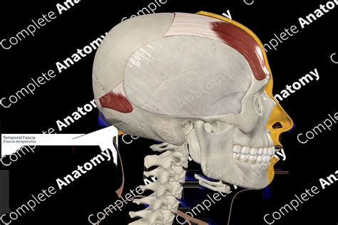 Temporal Fascia | Complete Anatomy