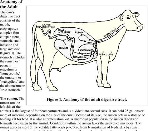 [PDF] Rumen Physiology for the Rancher | Semantic Scholar