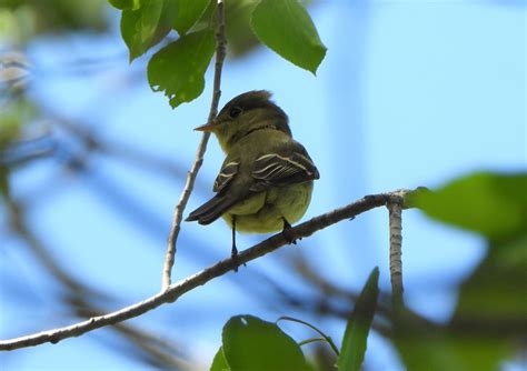 eBird Checklist - 30 May 2020 - Sax-Zim Bog--Friends of Sax-Zim Bog ...