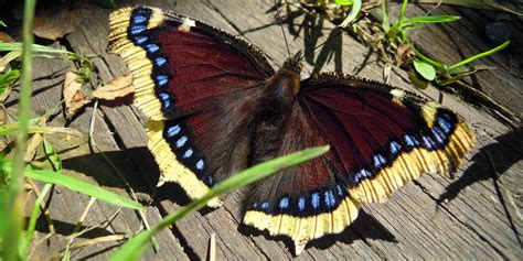 Spring's first mourning cloak - Science Musings