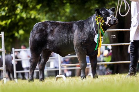 Females dominate the Summer National at Norfolk - Aberdeen-Angus Cattle Society