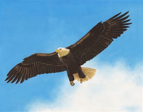 Soaring Eagle The original oil painting is 22 x 28. | Etsy