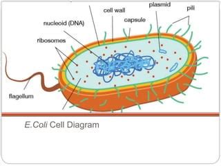 Escherichia coli (e.c oli) | PPT