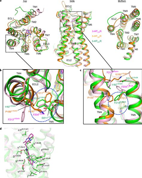 Structures of the 5-HT2A receptor in complex with the antipsychotics risperidone and zotepine ...