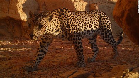 The world's smallest leopard is clinging to life in the mountains of ...