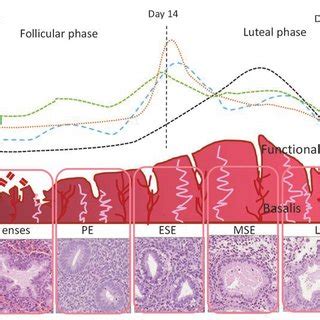 Illustrative diagram of human endometrium and menstrual cycle... | Download Scientific Diagram