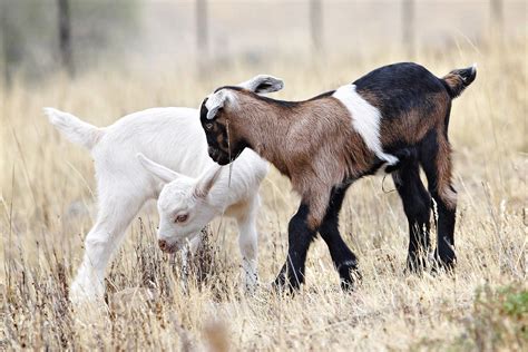 File:Baby goats jan 2007.jpg - Wikimedia Commons