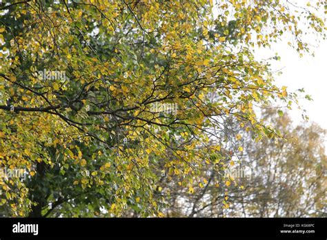 Sefton Park, Autumn time Stock Photo - Alamy