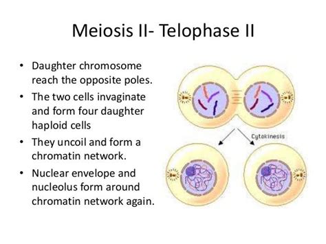 Meosis