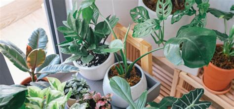 15 Best Indoor Ornamental Plants: Make your surrounding better