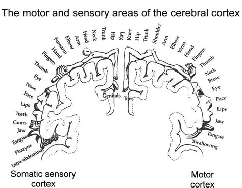 Cortical Homunculus Definition - Infoupdate.org