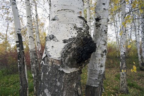 Cottage Q&A: Harvesting chaga mushrooms - Cottage Life