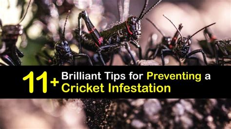 Eliminate a Cricket Problem - How to Handle a Cricket Infestation